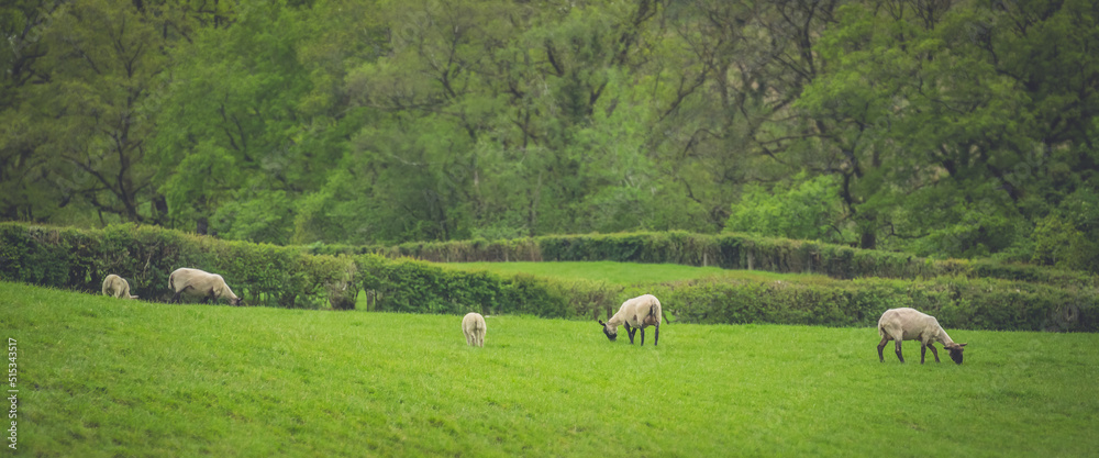 Fototapeta premium View of white sheep grazing on the green field