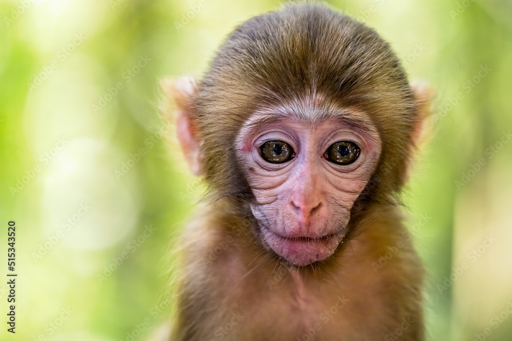 Cute baby monkey portrait Cute baby monkey portrait