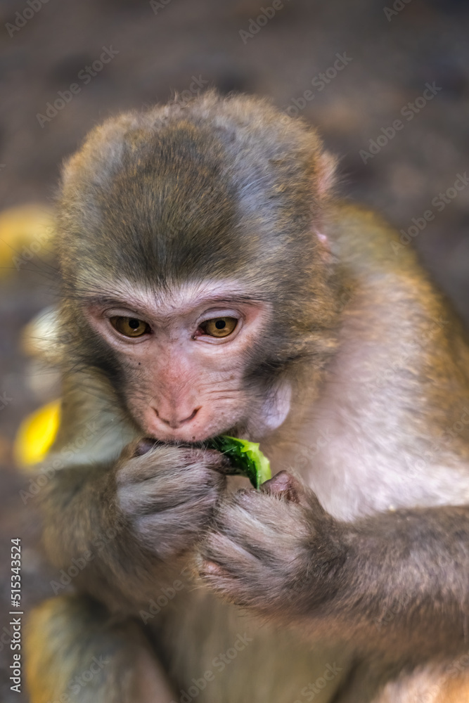 Fototapeta premium Monkey eating piece of cucumber