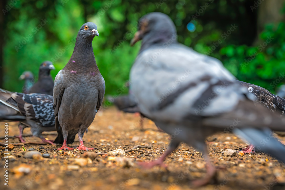 Obraz premium Pigeons in a park