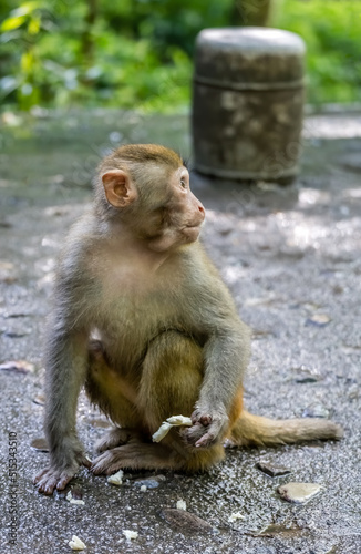 Monkey holding piece of fruit to eat © Pav-Pro Photography 