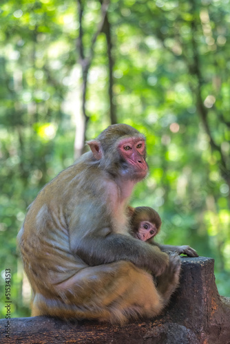 Monkey mother holding her baby