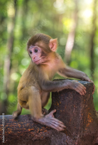 Canvas Print Cute baby monkey on a wooden fence