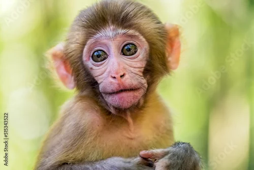 Obraz Cute baby monkey portrait