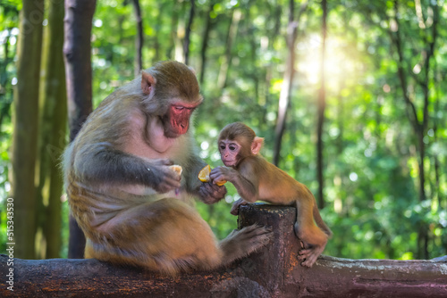 Photography Monkey mother and her baby