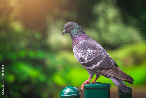 Pigeon sitting on a green fence photo