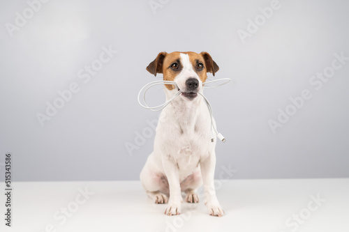 Jack russell terrier dog holding a type c cable in his teeth on a white background. Copy space.  © Михаил Решетников