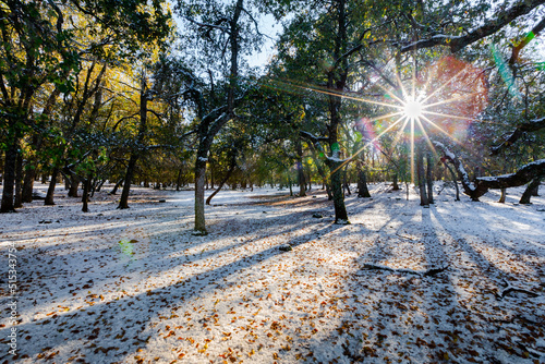 Sun rays, snow, shadows and trees in Ifrane city in Morocco