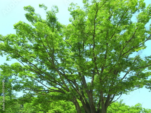 猛暑日の公園の欅と青空