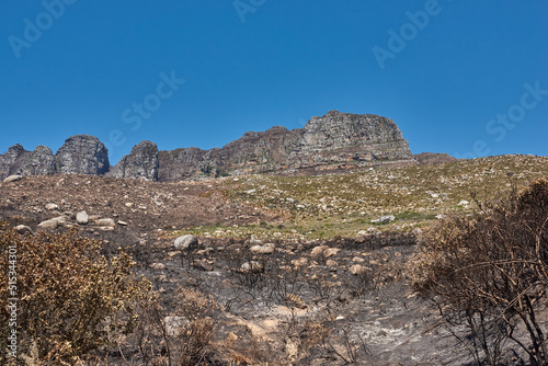 Landscape of burnt trees after a bushfire on Table Mountain, Cape Town, South Africa. Outcrops of a mountain against blue sky with dead bushes. Black scorched tree trunks, the aftermath of wildfires