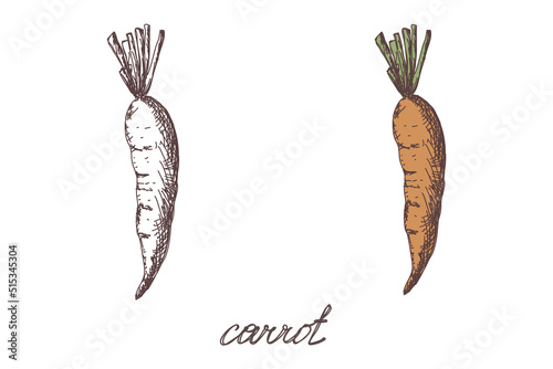carrot vegetable hand drawn vector llustration realistic sketch. Hand drawn sketch vegetable carrot. Eco food. harvest