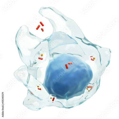 Macrophage is swallowing any bacteria ( Phagocytosis ). White blood cells with transparency membrane and many bacteria in vacuoles . Isolated white background . 3D render . photo