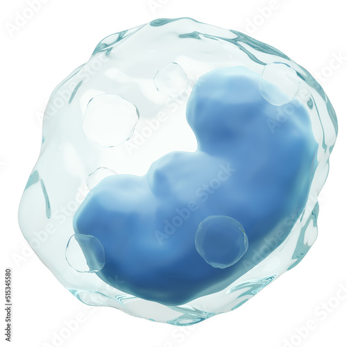 Monocyte . White blood cells with transparency membrane and kidney - shaped or horse shoe - shaped nucleus and many vacuole . Isolated white background . 3D render . photo