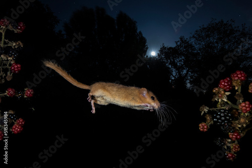 hazel dormouse