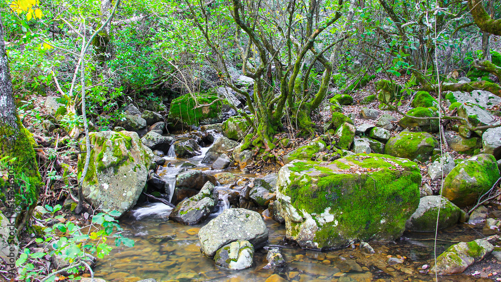 River flowing between trees and mossy rocks River flowing between trees and mossy rocks