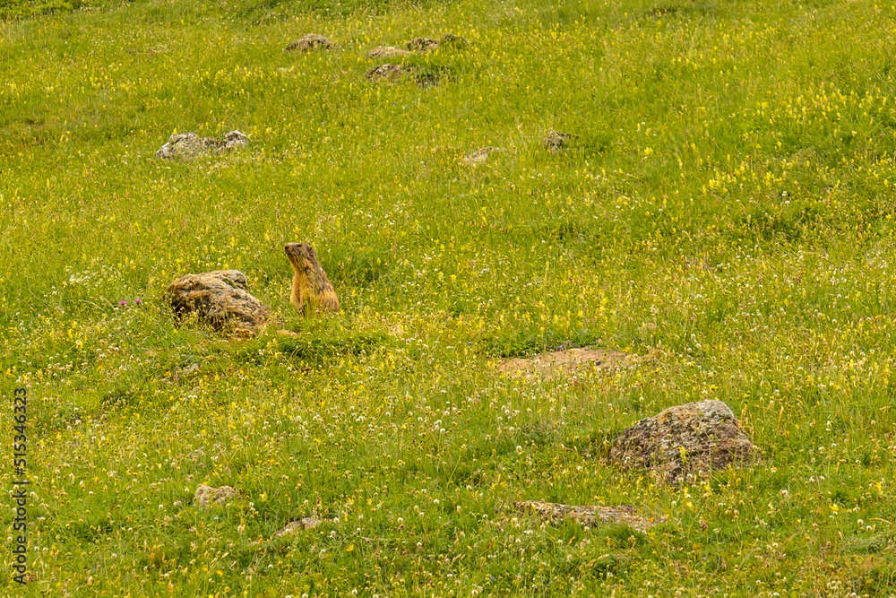 Marmots in the corner of the green near Salto de Tendenera in the Ripera valley, Pyrenees Marmots in the corner of the green near Salto de Tendenera in the Ripera valley, Pyrenees
