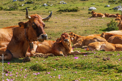 Herd of cows and calves lying down, napping, in green mountain meadow  photo