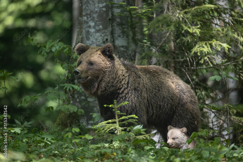 Slovenian bear Slovenian bear