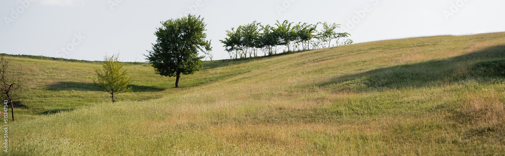 rural landscape with hilly meadow and green trees, banner. rural landscape with hilly meadow and green trees, banner.