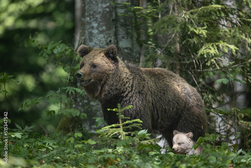 Slovenian bear © Fabrizio Moglia