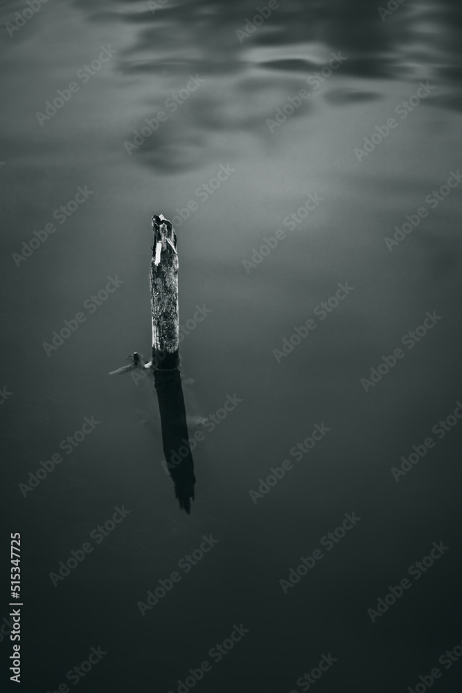 Grayscale shot of a tiny dry tree out of the water
