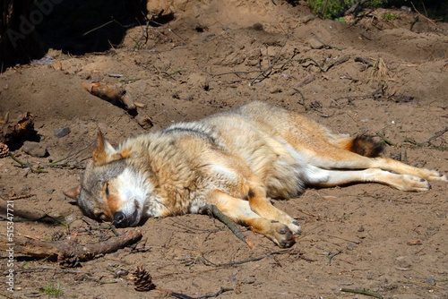 A wolf or dog lies on the sand. Basks in the sun.
