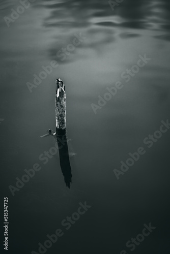 Obraz na płótnie Grayscale shot of a tiny dry tree out of the water w salonie