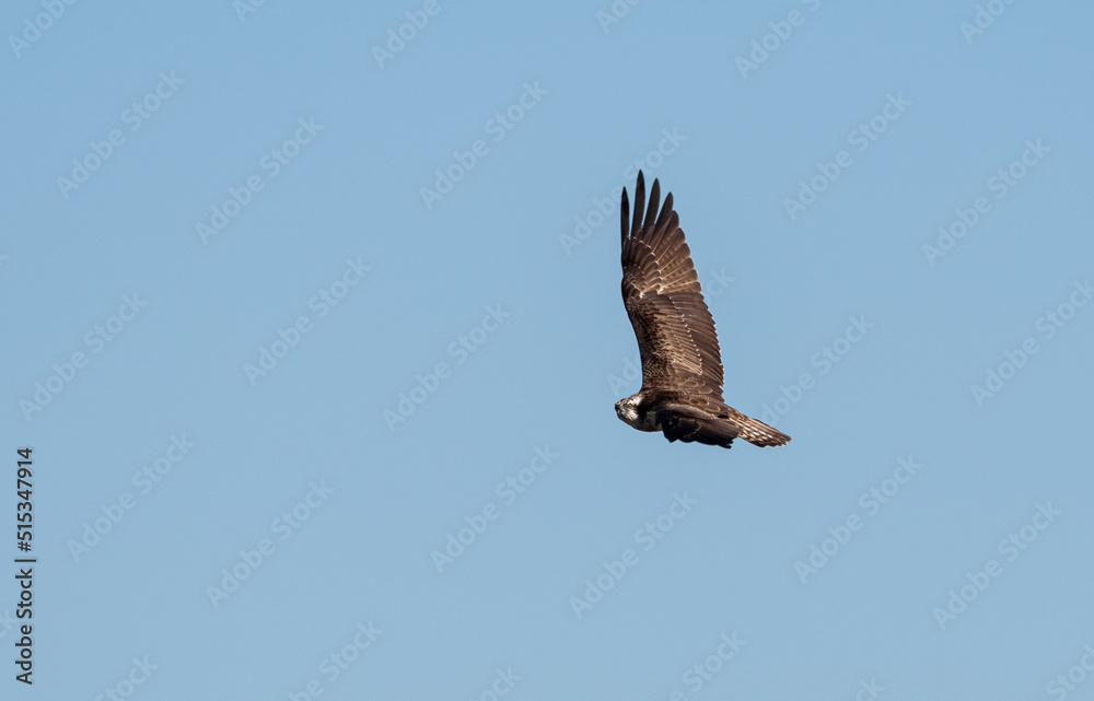 Obraz premium 飛ぶミサゴ