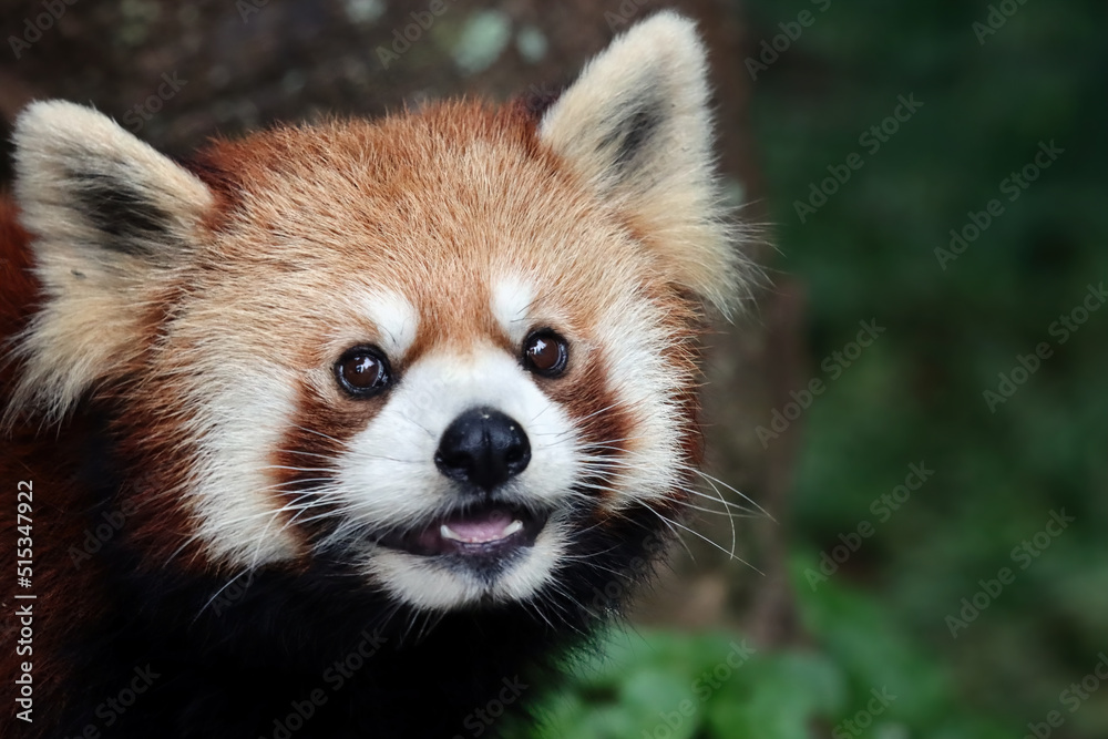 Closeup head red panda Closeup head red panda