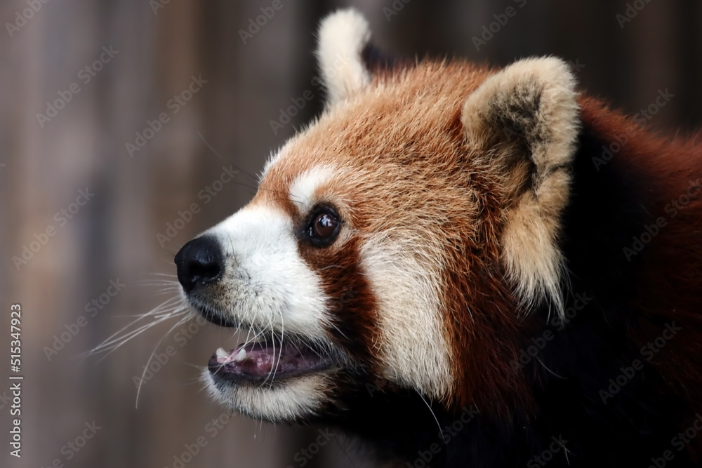 Closeup head red panda Closeup head red panda