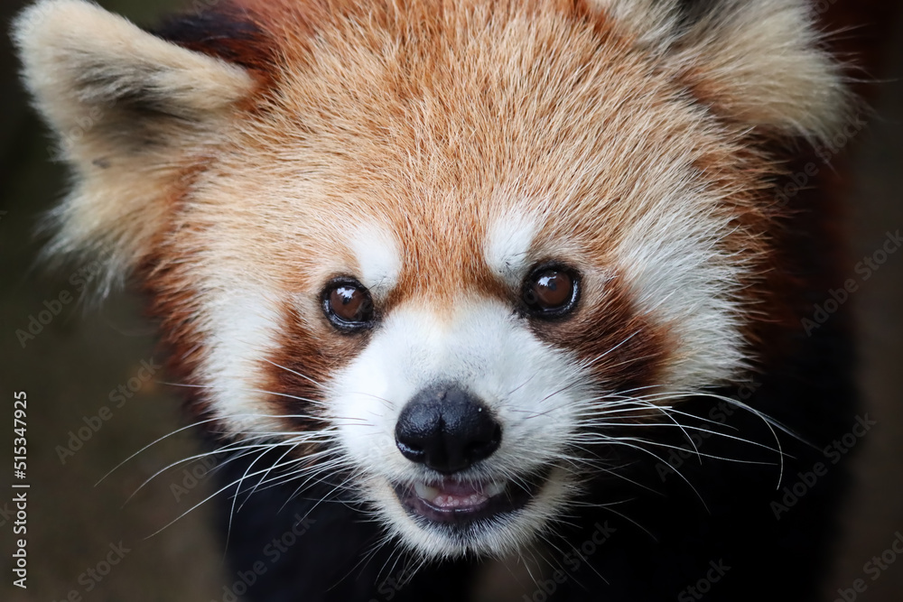 Closeup head red panda Closeup head red panda