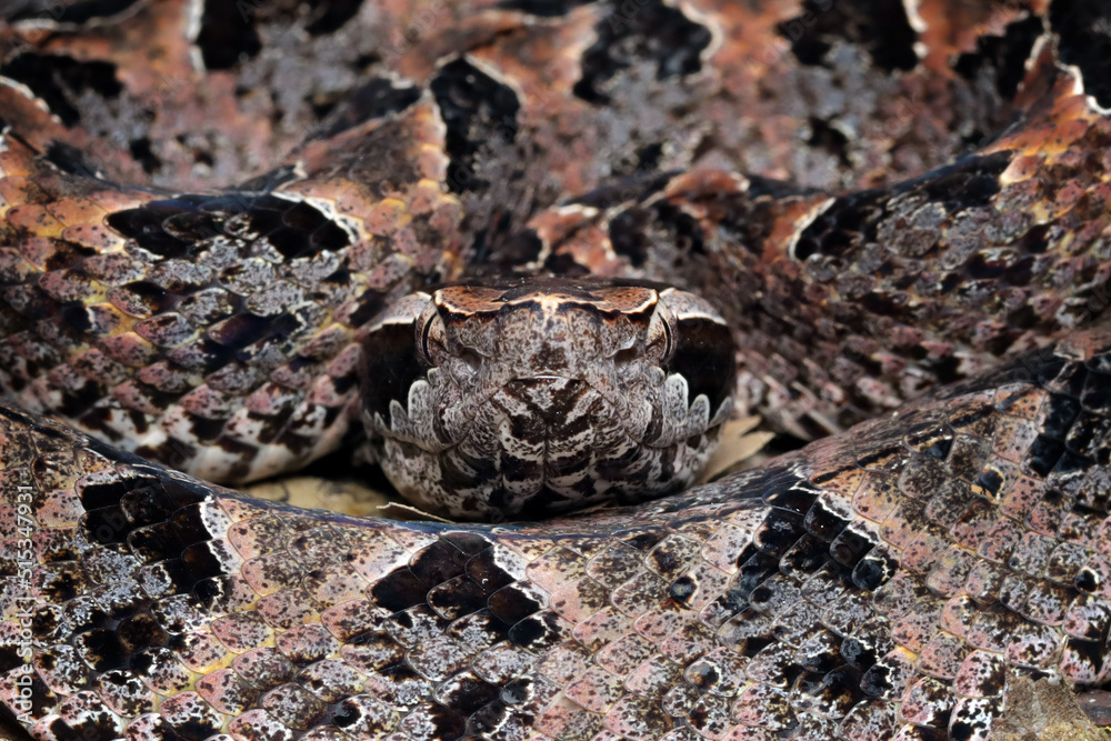 Calloselasma rhodostoma snake hiden on dry leaves Calloselasma rhodostoma snake hiden on dry leaves