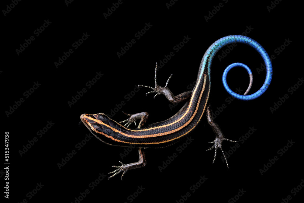 Obraz premium Blue tail skink (Cryptoblepharus egeriae) closeup on isolated background, Blue tail skink closeup