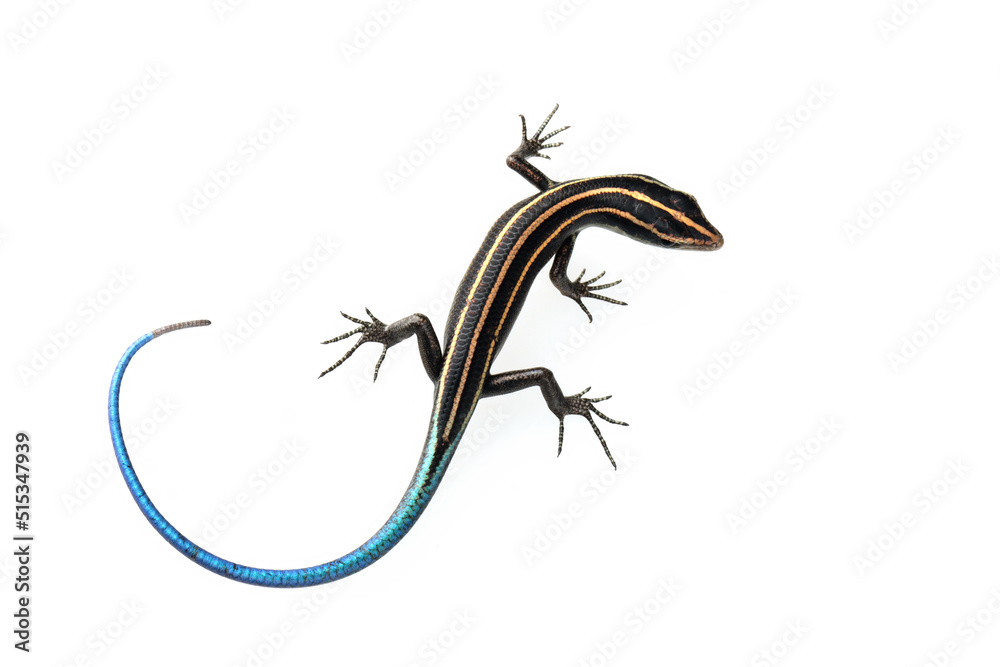 Naklejka premium Blue tail skink (Cryptoblepharus egeriae) closeup on isolated background, Blue tail skink closeup