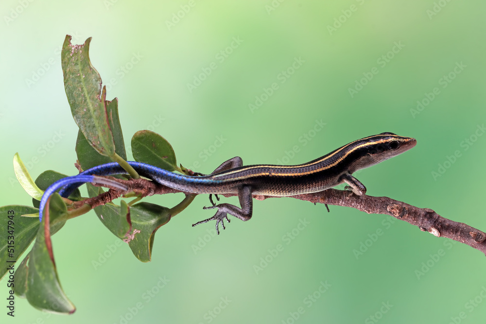 Obraz premium Blue tail skink (Cryptoblepharus egeriae) closeup on tree, Blue tail skink closeup with natural background