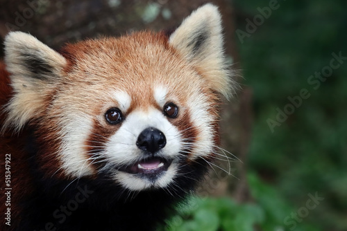 Closeup head red panda "Ailurus fulgens", Red panda closeup