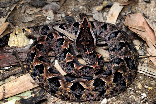 Calloselasma rhodostoma snake hiden on dry leaves photo