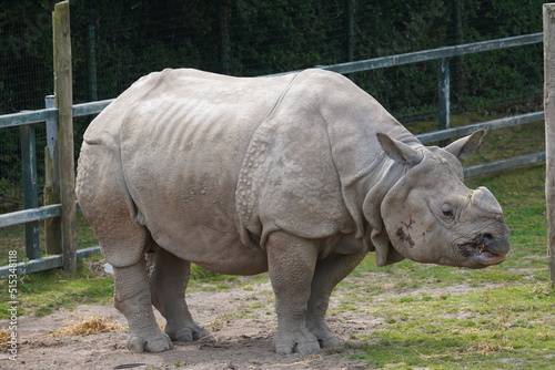 Indian rhinoceros