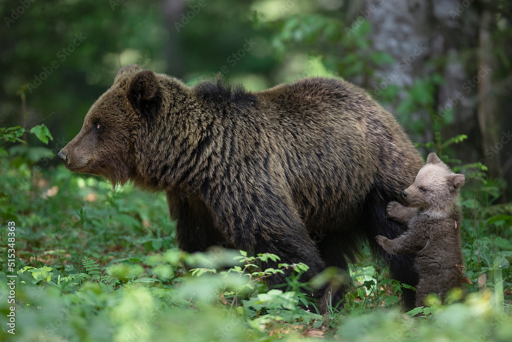 Fototapeta premium Slovenian bear