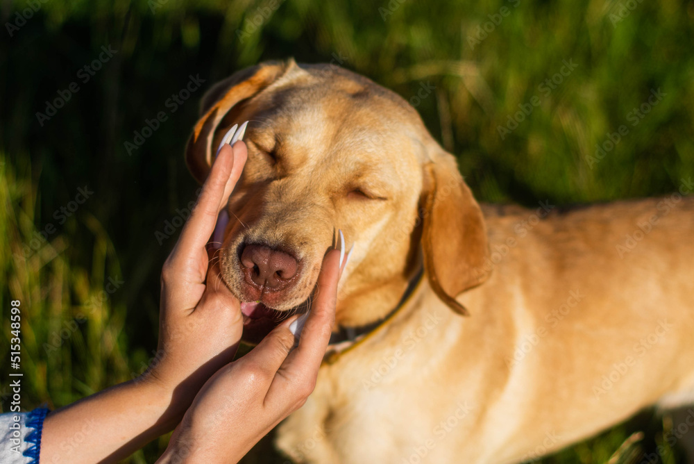Portrait of pet dog labrador, with which his master girl plays in garden. Hands with manicure Portrait of pet dog labrador, with which his master girl plays in garden. Hands with manicure