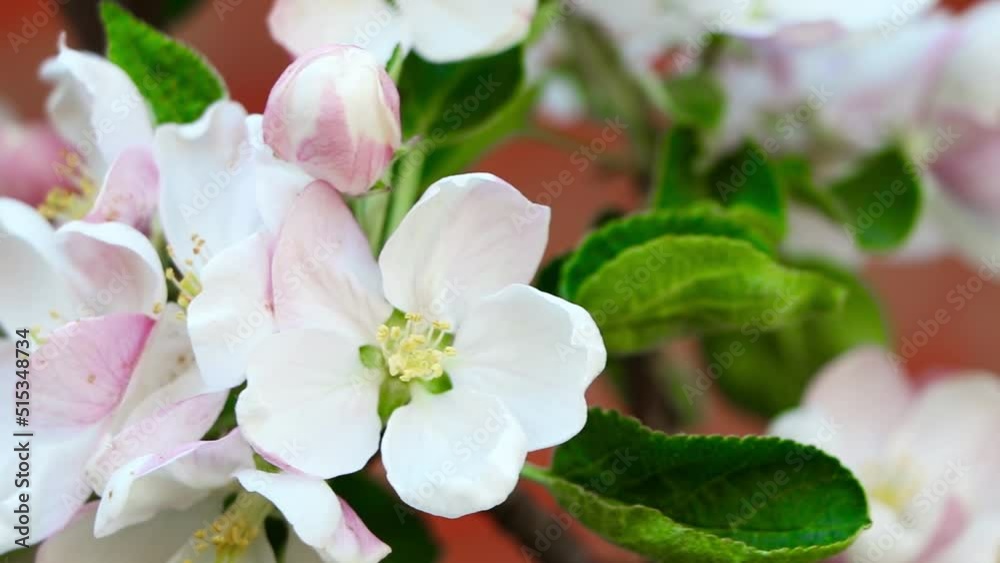 Columnar apple tree in bloom. Apple tree flowers. Apple blossom. Flowers in spring time
Columnar apple tree in bloom. Apple tree flowers. Apple blossom. Flowers in spring time