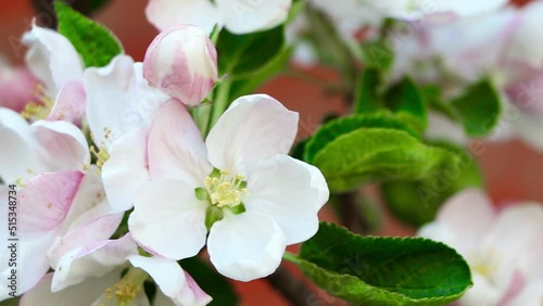 Columnar apple tree in bloom. Apple tree flowers. Apple blossom. Flowers in spring time	
