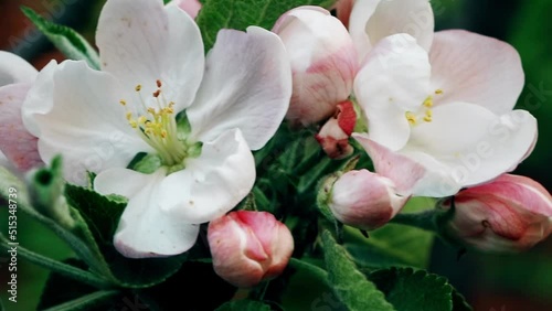 Columnar apple tree in bloom. Apple tree flowers. Apple blossom. Flowers in spring time	
