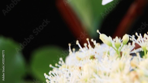 Honey bee on flowers. A bee in garden. A bee collects nectar from flowers