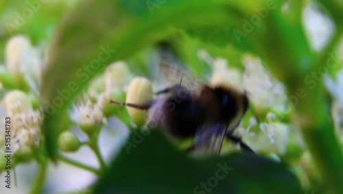 Honey bee on flowers. A bee in garden. A bee collects nectar from flowers