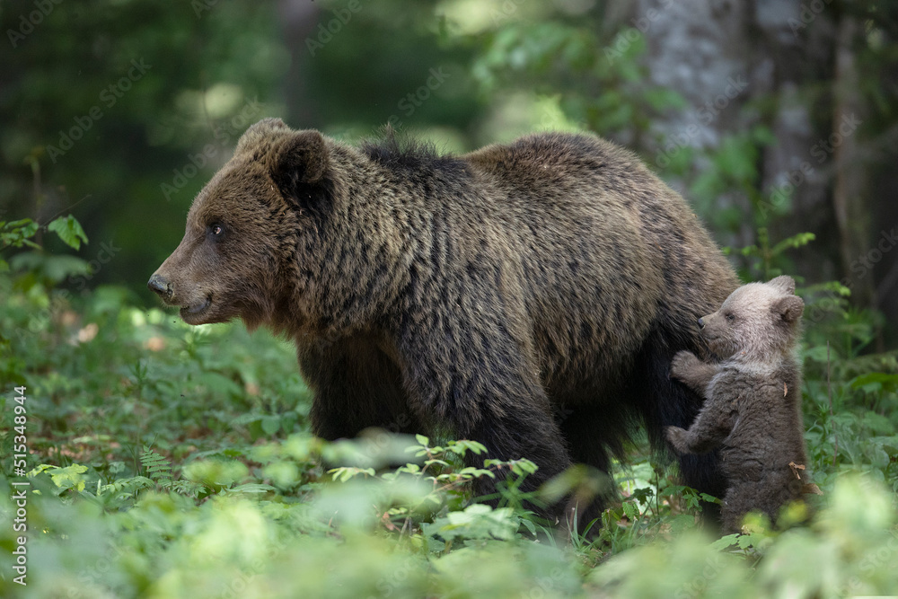 Slovenian bear