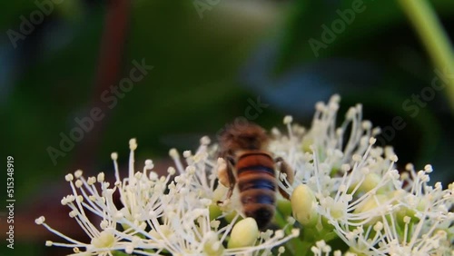 Honey bee on flowers. A bee in garden. A bee collects nectar from flowers