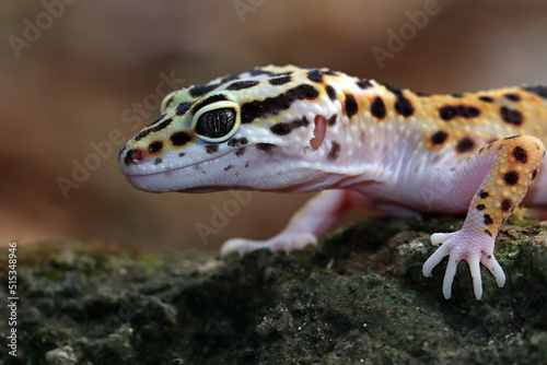 Leopard gecko closeup on coral stone, Leopard gecko front view, Leopard gecko closeup 