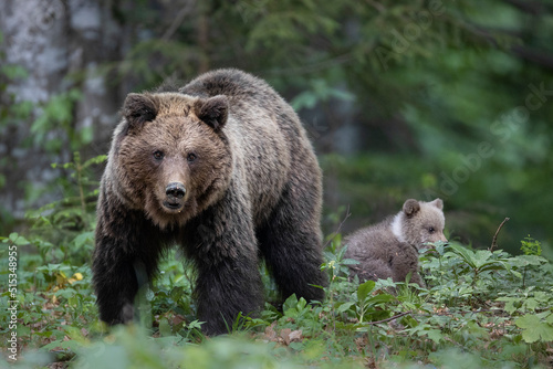 Foto Slovenian bear