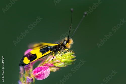 Owlfly Libelloides macaronius net-winged insect photo